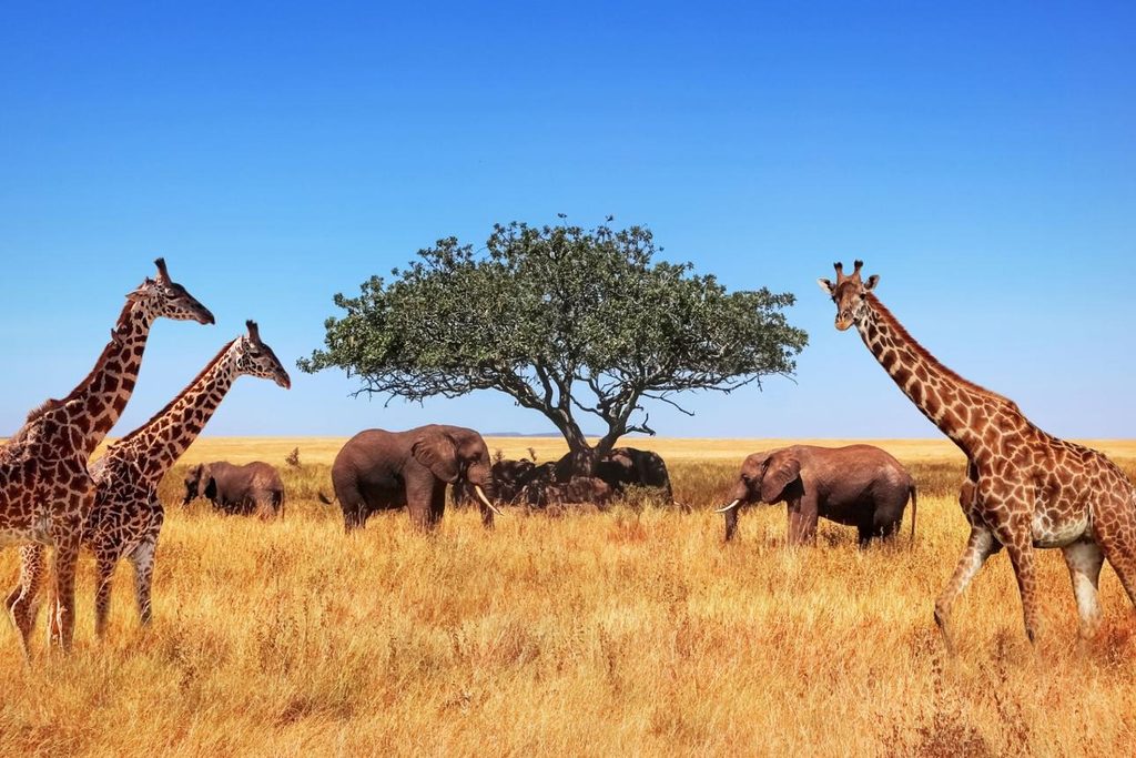 Christmas in Tanzania and Zanzibar